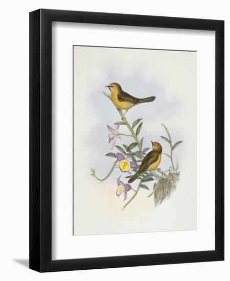 Black-Chinned Babbler (Stachyris Pyrrhops)-John Gould-Framed Giclee Print