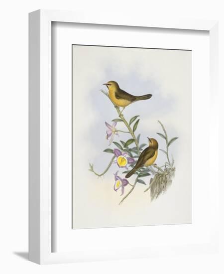 Black-Chinned Babbler (Stachyris Pyrrhops)-John Gould-Framed Giclee Print