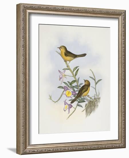 Black-Chinned Babbler (Stachyris Pyrrhops)-John Gould-Framed Giclee Print