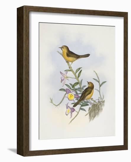 Black-Chinned Babbler (Stachyris Pyrrhops)-John Gould-Framed Giclee Print