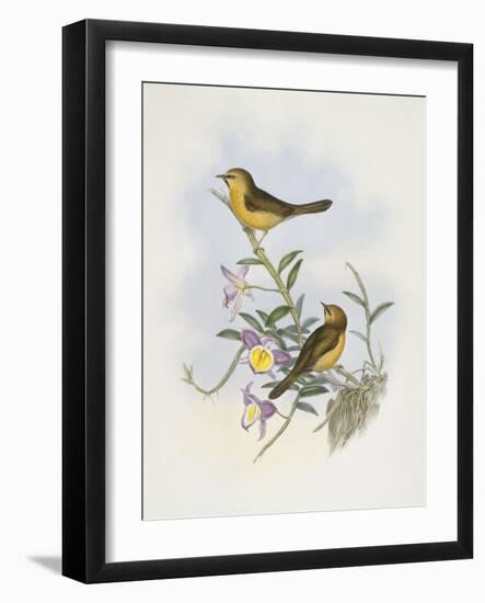 Black-Chinned Babbler (Stachyris Pyrrhops)-John Gould-Framed Giclee Print