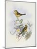 Black-Chinned Babbler (Stachyris Pyrrhops)-John Gould-Mounted Giclee Print