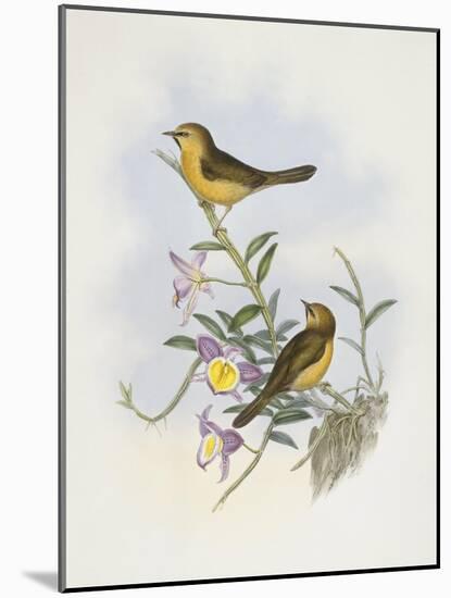 Black-Chinned Babbler (Stachyris Pyrrhops)-John Gould-Mounted Giclee Print