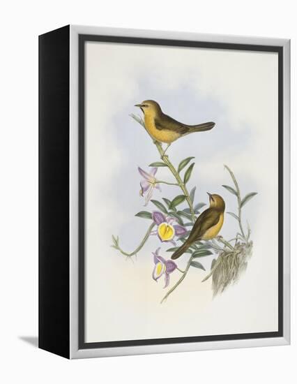 Black-Chinned Babbler (Stachyris Pyrrhops)-John Gould-Framed Premier Image Canvas