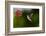 Black-chinned Hummingbird (Archilochus alexandri) feeding-Larry Ditto-Framed Photographic Print