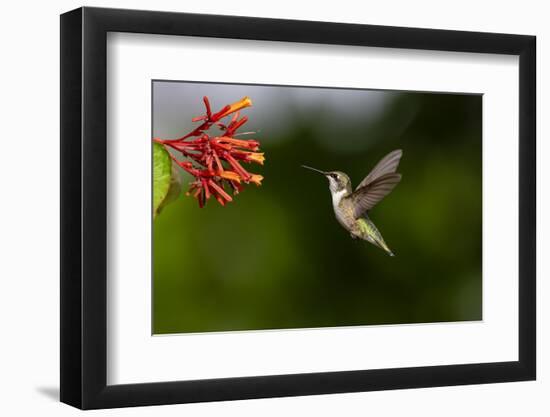 Black-chinned Hummingbird (Archilochus alexandri) feeding-Larry Ditto-Framed Photographic Print