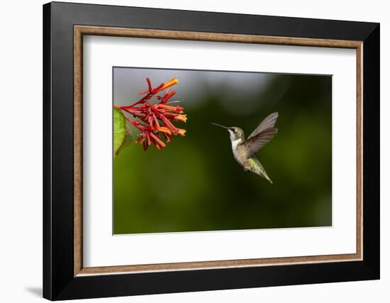 Black-chinned Hummingbird (Archilochus alexandri) feeding-Larry Ditto-Framed Photographic Print