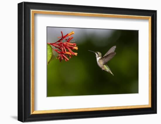 Black-chinned Hummingbird (Archilochus alexandri) feeding-Larry Ditto-Framed Photographic Print