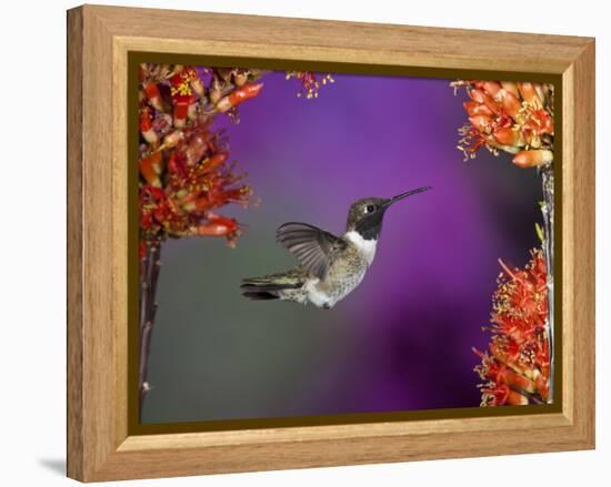 Black-Chinned Hummingbird, Arizona, USA-Joe & Mary Ann McDonald-Framed Premier Image Canvas