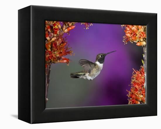 Black-Chinned Hummingbird, Arizona, USA-Joe & Mary Ann McDonald-Framed Premier Image Canvas