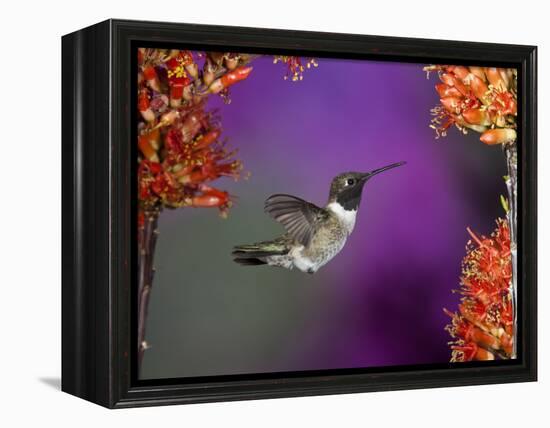 Black-Chinned Hummingbird, Arizona, USA-Joe & Mary Ann McDonald-Framed Premier Image Canvas