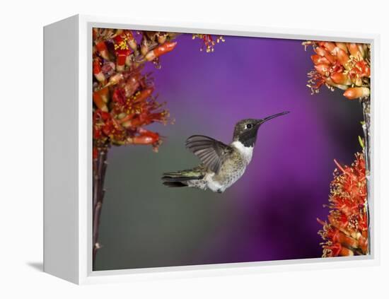 Black-Chinned Hummingbird, Arizona, USA-Joe & Mary Ann McDonald-Framed Premier Image Canvas