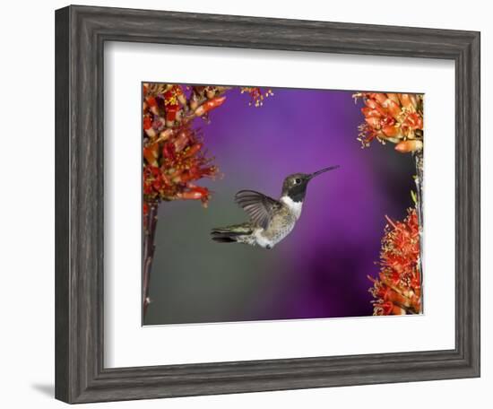 Black-Chinned Hummingbird, Arizona, USA-Joe & Mary Ann McDonald-Framed Photographic Print