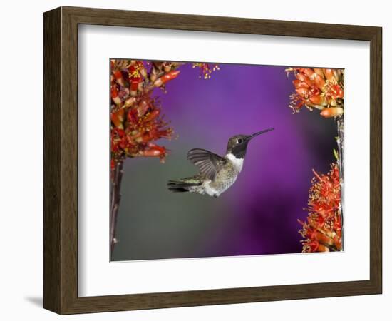 Black-Chinned Hummingbird, Arizona, USA-Joe & Mary Ann McDonald-Framed Photographic Print