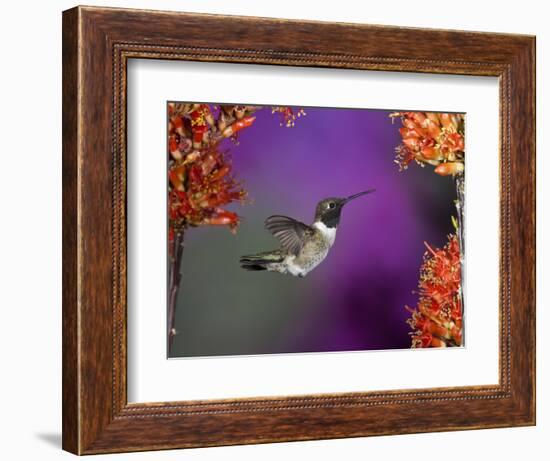 Black-Chinned Hummingbird, Arizona, USA-Joe & Mary Ann McDonald-Framed Photographic Print