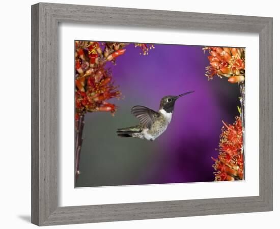 Black-Chinned Hummingbird, Arizona, USA-Joe & Mary Ann McDonald-Framed Photographic Print