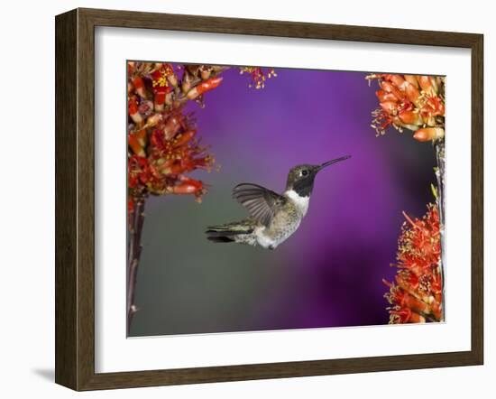 Black-Chinned Hummingbird, Arizona, USA-Joe & Mary Ann McDonald-Framed Photographic Print