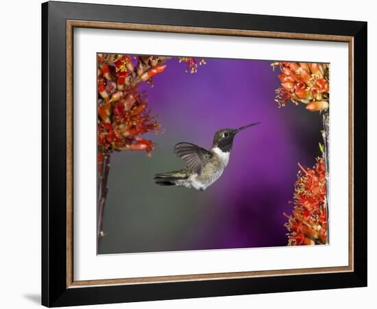 Black-Chinned Hummingbird, Arizona, USA-Joe & Mary Ann McDonald-Framed Photographic Print