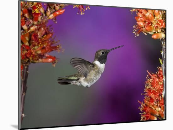 Black-Chinned Hummingbird, Arizona, USA-Joe & Mary Ann McDonald-Mounted Photographic Print