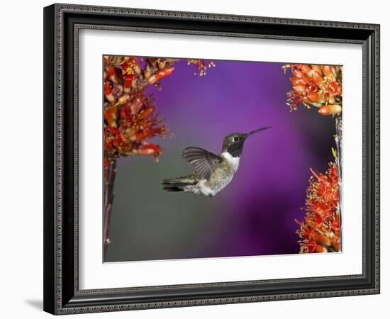 Black-Chinned Hummingbird, Arizona, USA-Joe & Mary Ann McDonald-Framed Photographic Print