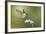 Black-Chinned Hummingbird Feeding-Larry Ditto-Framed Photographic Print