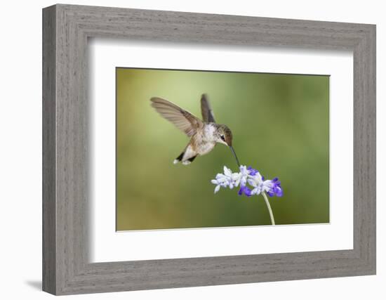 Black-Chinned Hummingbird Feeding-Larry Ditto-Framed Photographic Print