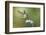 Black-Chinned Hummingbird Feeding-Larry Ditto-Framed Photographic Print