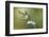 Black-Chinned Hummingbird Feeding-Larry Ditto-Framed Photographic Print