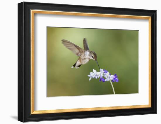 Black-Chinned Hummingbird Feeding-Larry Ditto-Framed Photographic Print