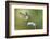 Black-Chinned Hummingbird Feeding-Larry Ditto-Framed Photographic Print