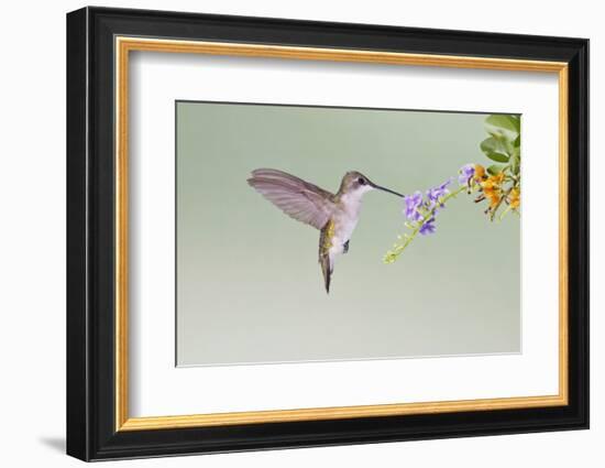 Black-Chinned Hummingbird Female Feeding at Flowers, Texas, USA-Larry Ditto-Framed Photographic Print