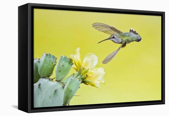 Black-Chinned Hummingbird Female Feeding at Prickly Pear Cactus Flowers, Texas, USA-Larry Ditto-Framed Premier Image Canvas