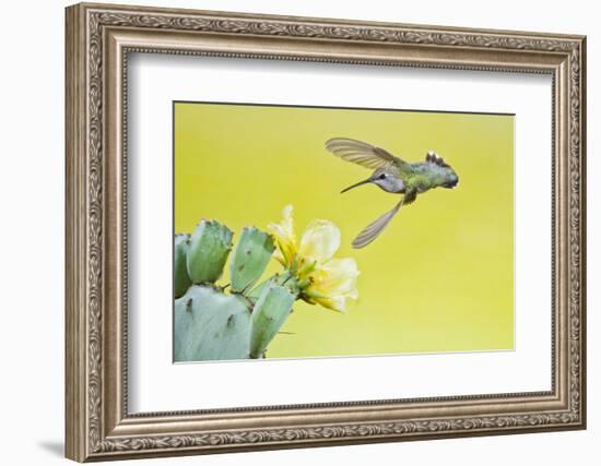 Black-Chinned Hummingbird Female Feeding at Prickly Pear Cactus Flowers, Texas, USA-Larry Ditto-Framed Photographic Print