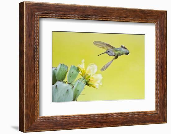 Black-Chinned Hummingbird Female Feeding at Prickly Pear Cactus Flowers, Texas, USA-Larry Ditto-Framed Photographic Print