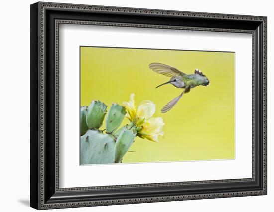 Black-Chinned Hummingbird Female Feeding at Prickly Pear Cactus Flowers, Texas, USA-Larry Ditto-Framed Photographic Print