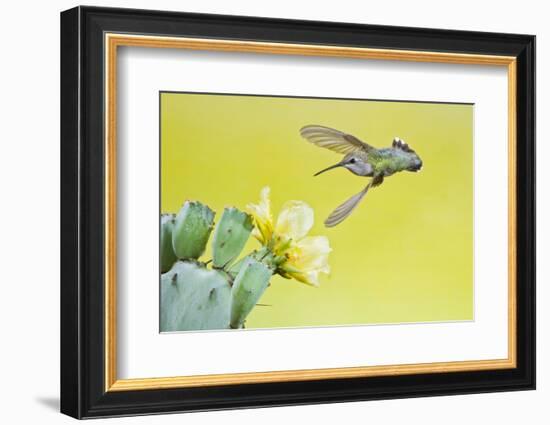 Black-Chinned Hummingbird Female Feeding at Prickly Pear Cactus Flowers, Texas, USA-Larry Ditto-Framed Photographic Print