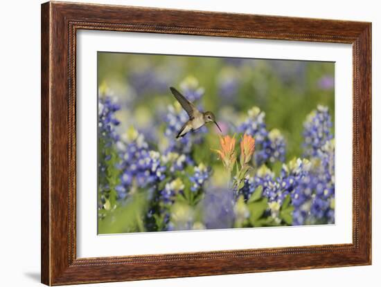 Black-chinned Hummingbird female feeding, Hill Country, Texas, USA-Rolf Nussbaumer-Framed Photographic Print