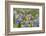 Black-chinned Hummingbird female feeding, Hill Country, Texas, USA-Rolf Nussbaumer-Framed Photographic Print