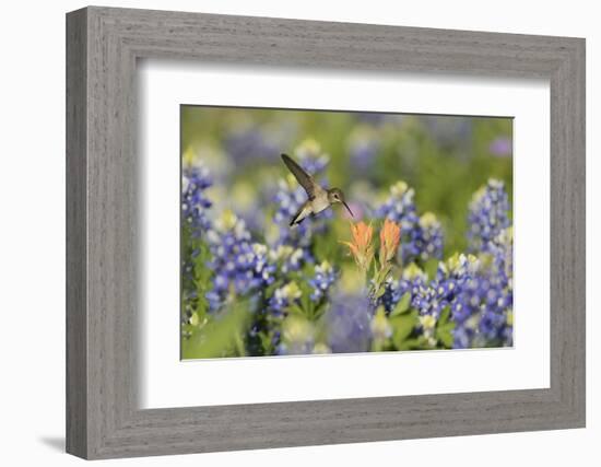 Black-chinned Hummingbird female feeding, Hill Country, Texas, USA-Rolf Nussbaumer-Framed Photographic Print