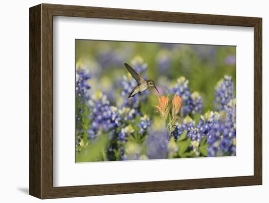 Black-chinned Hummingbird female feeding, Hill Country, Texas, USA-Rolf Nussbaumer-Framed Photographic Print