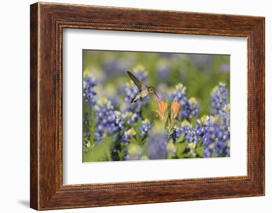 Black-chinned Hummingbird female feeding, Hill Country, Texas, USA-Rolf Nussbaumer-Framed Photographic Print