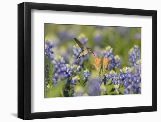 Black-chinned Hummingbird female feeding, Hill Country, Texas, USA-Rolf Nussbaumer-Framed Photographic Print