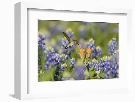 Black-chinned Hummingbird female feeding, Hill Country, Texas, USA-Rolf Nussbaumer-Framed Photographic Print