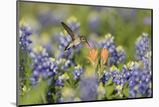 Black-chinned Hummingbird female feeding, Hill Country, Texas, USA-Rolf Nussbaumer-Mounted Photographic Print