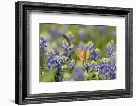 Black-chinned Hummingbird female feeding, Hill Country, Texas, USA-Rolf Nussbaumer-Framed Photographic Print