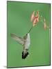 Black Chinned Hummingbird, Female Feeding on Penstemon Flower, Arizona, USA-Rolf Nussbaumer-Mounted Photographic Print