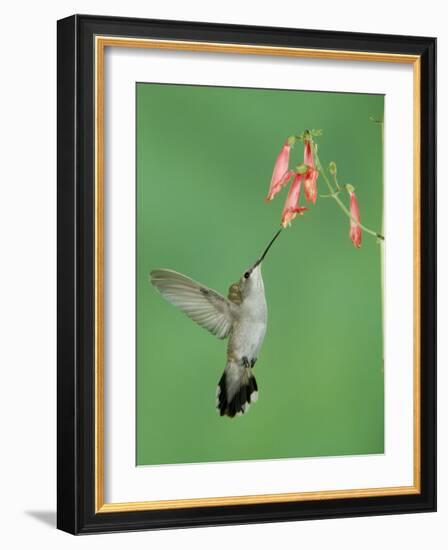 Black Chinned Hummingbird, Female Feeding on Penstemon Flower, Arizona, USA-Rolf Nussbaumer-Framed Photographic Print