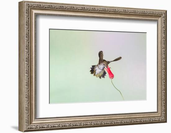 Black-Chinned Hummingbird Female Feeding-Larry Ditto-Framed Photographic Print