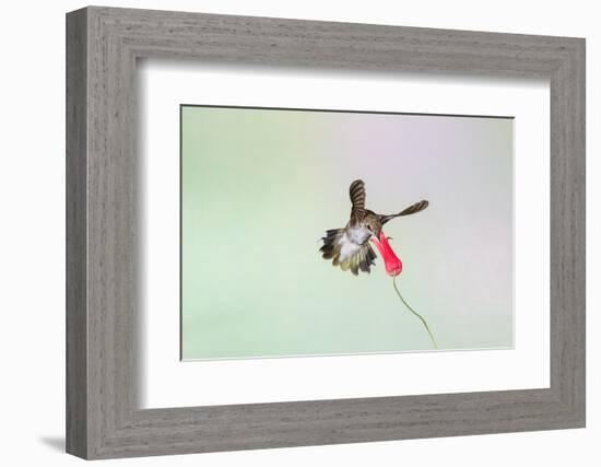 Black-Chinned Hummingbird Female Feeding-Larry Ditto-Framed Photographic Print