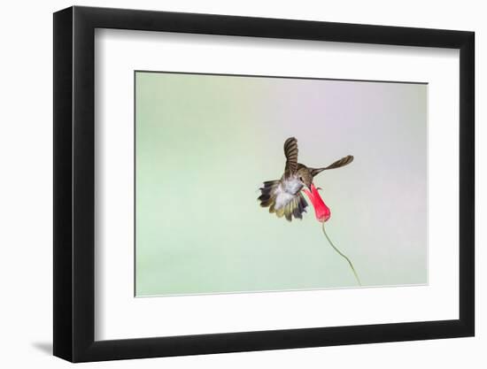 Black-Chinned Hummingbird Female Feeding-Larry Ditto-Framed Photographic Print